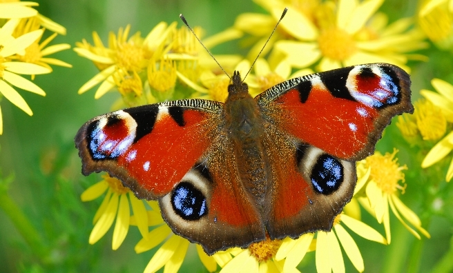 A stunning Peacock butterfly. Photo by Jim Black