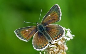 The Northern Brown Argus - Edinburgh's very own butterfly