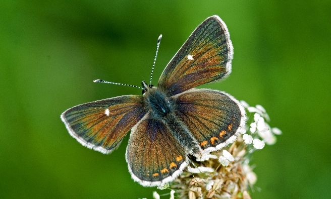 The Northern Brown Argus - Edinburgh's very own butterfly