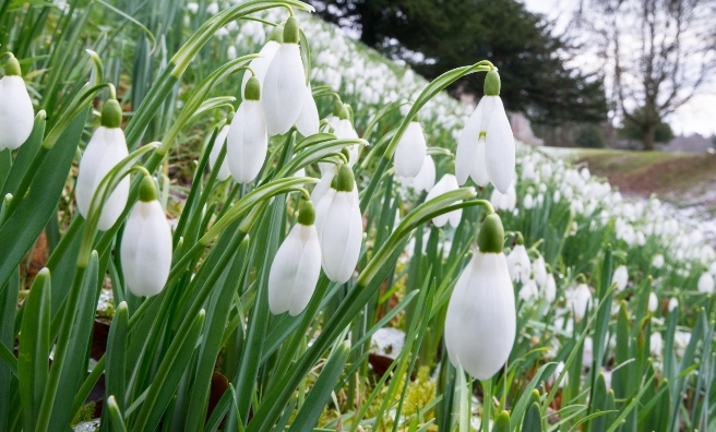 Snowdrops at Dryburgh Abbey, Melrose. Photo courtesy of Discover Scottish Gardens