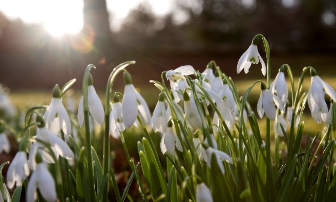 Snowdrops and sunshine at Hopetoun House, South Queensferry. Photo courtesy of Discover Scottish Gardens
