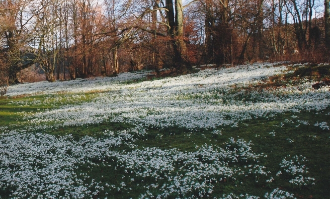 A carpet of snowdrops at Kailzie Gardens in Peebles. Photo courtesy of Discover Scottish Gardens