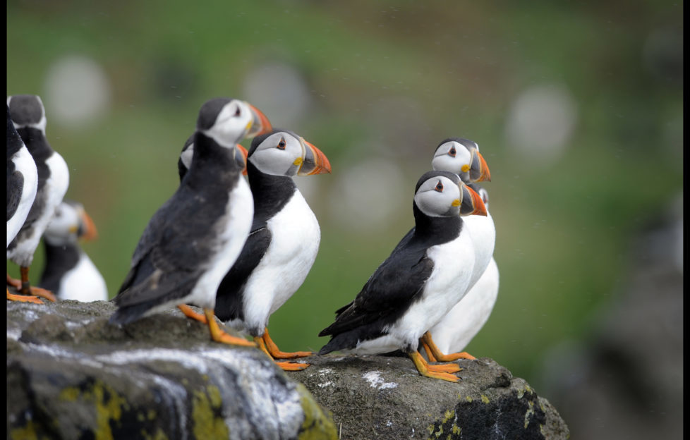 Spot puffins on the Isle of May. Pic: Greg Macvean