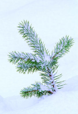 Scots Pine (Pinus sylvestris) seedling in snow,<br /> Abernethy Forest RSPB Reserve, Strathspey, Scotland, December