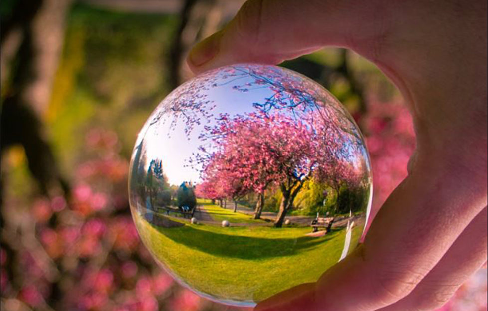 "Check out the blossom in Leven, Fife." John Murray, @johnmurrayjnr on Twitter.