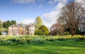 Events Scotland. Naturalised Backhouse Daffodils on the lawn at the front of the House on the Rossie Estate