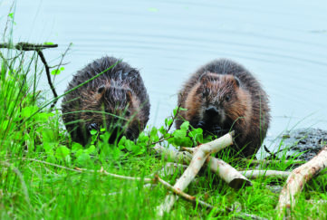 european beaver 39