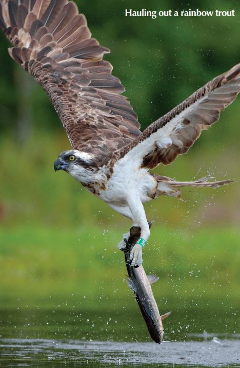 Protecting the osprey