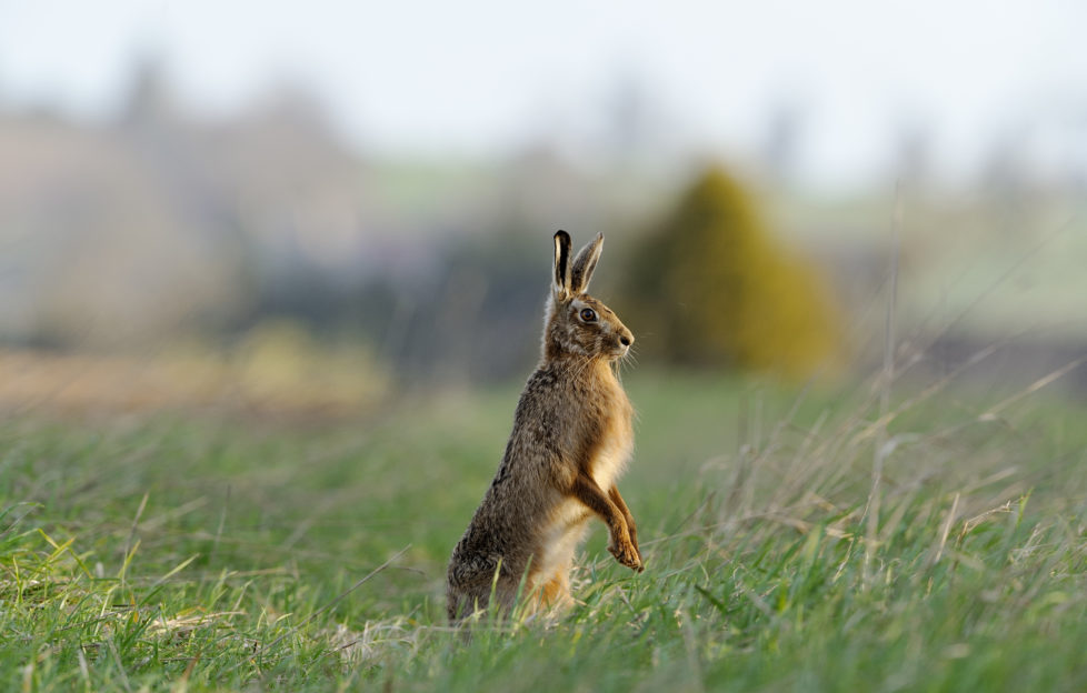 hare