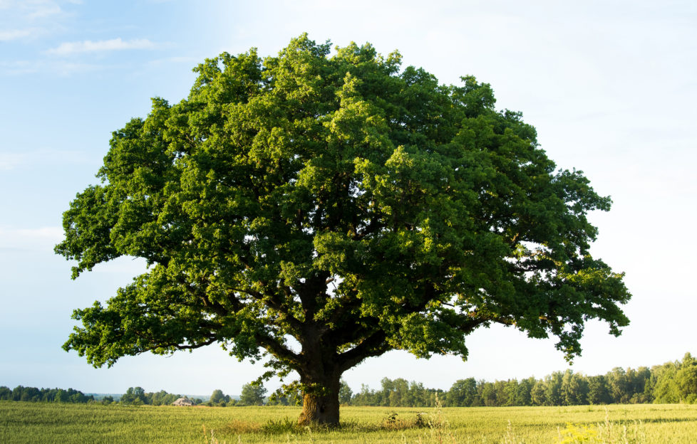 oak tree