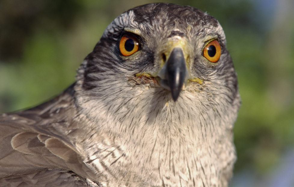 goshawk