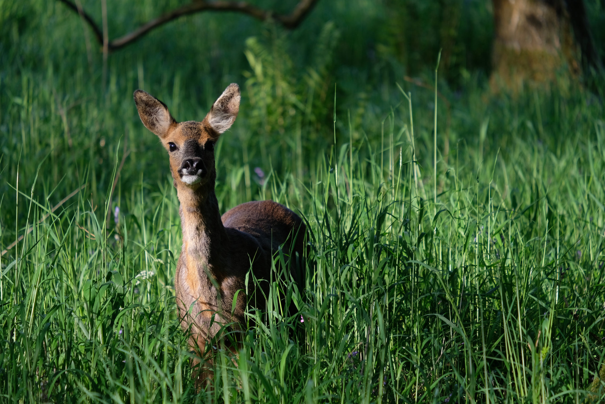 five-fascinating-facts-roe-deer-the-scots-magazine