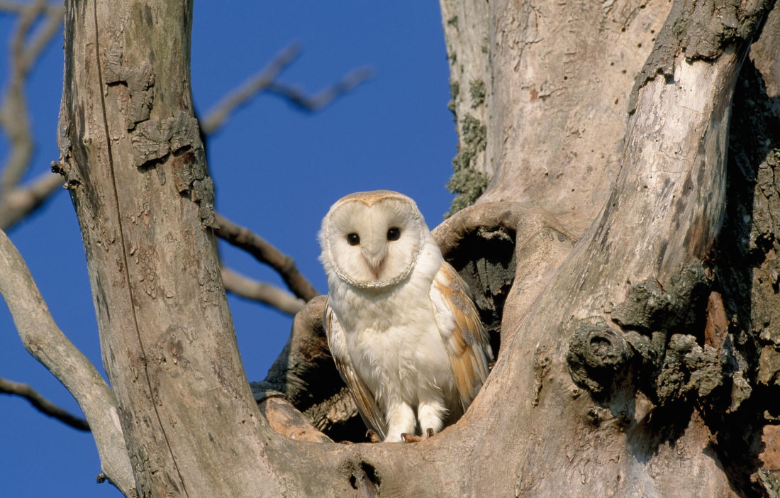 Five Fascinating Facts – Barn Owl - The Scots Magazine