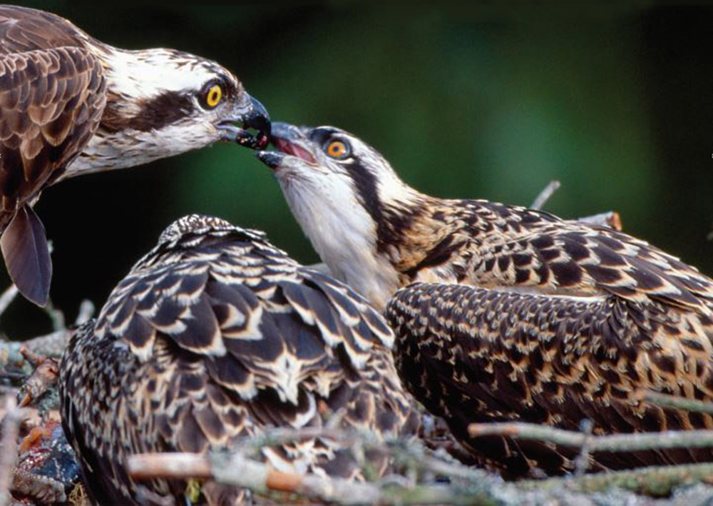 The Osprey Weekly is now Osprey News