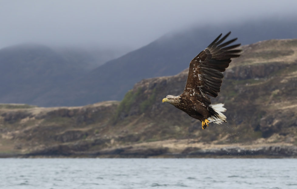 White-tailed eagle also known as Sea Eagles