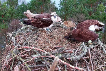 ospreys reunite