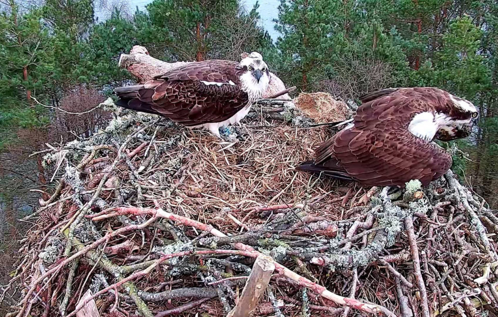 ospreys reunite