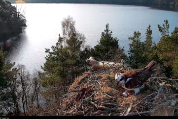 Osprey with third egg