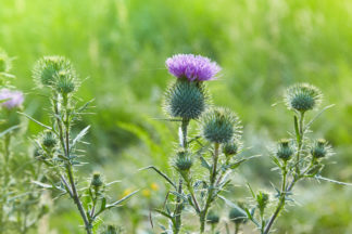 thistle Scottish wildflowers