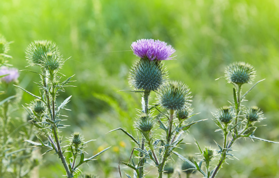 thistle scottish wildflowers