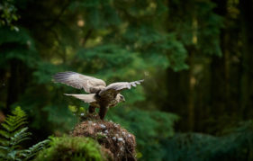 a buzzard taking flight