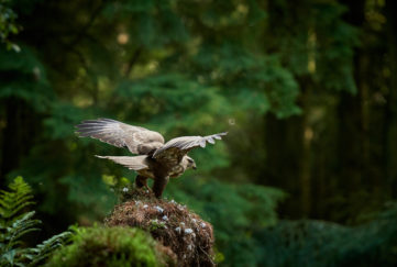 a buzzard taking flight