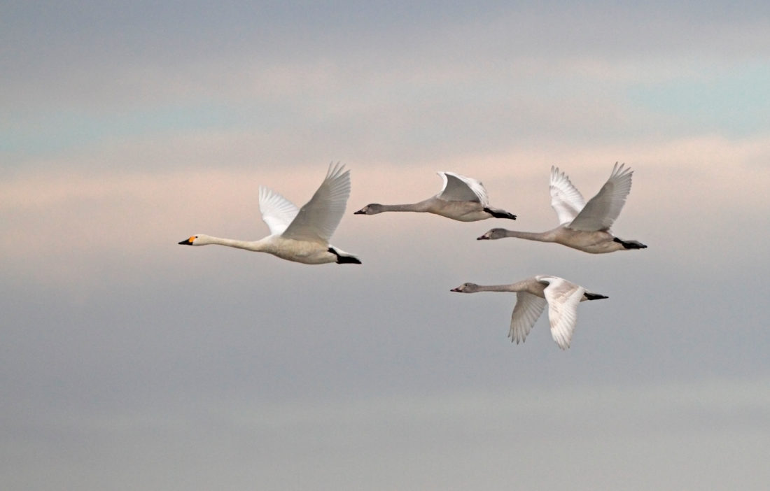 Five Fascinating Facts – Bewick's Swan - The Scots Magazine