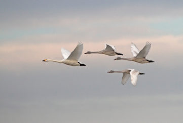 bewick's swans in migration flight