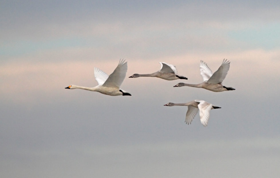 bewick's swans in migration flight