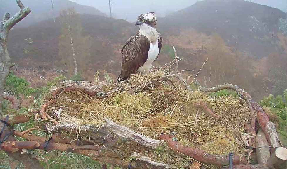 osprey webcams uk