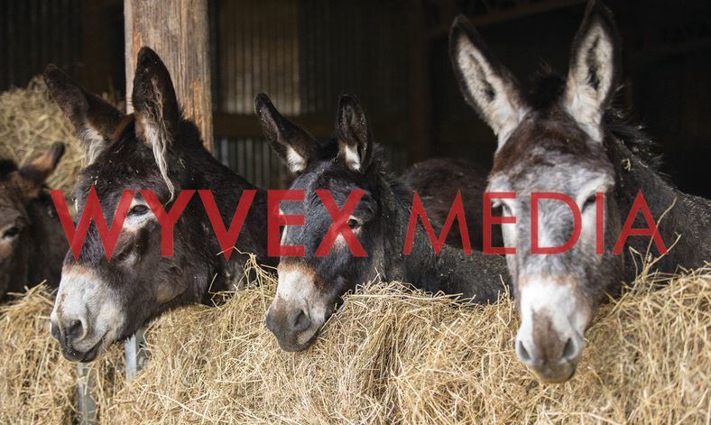 Weekend Wanderings Eseltjiesrus Donkey Sanctuary near McGregor