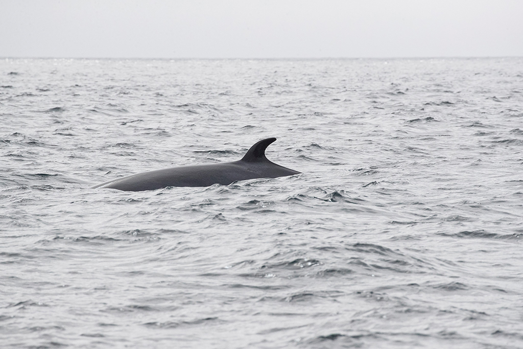 They had a whale of a time spotting Scottish sealife - Scottish Field