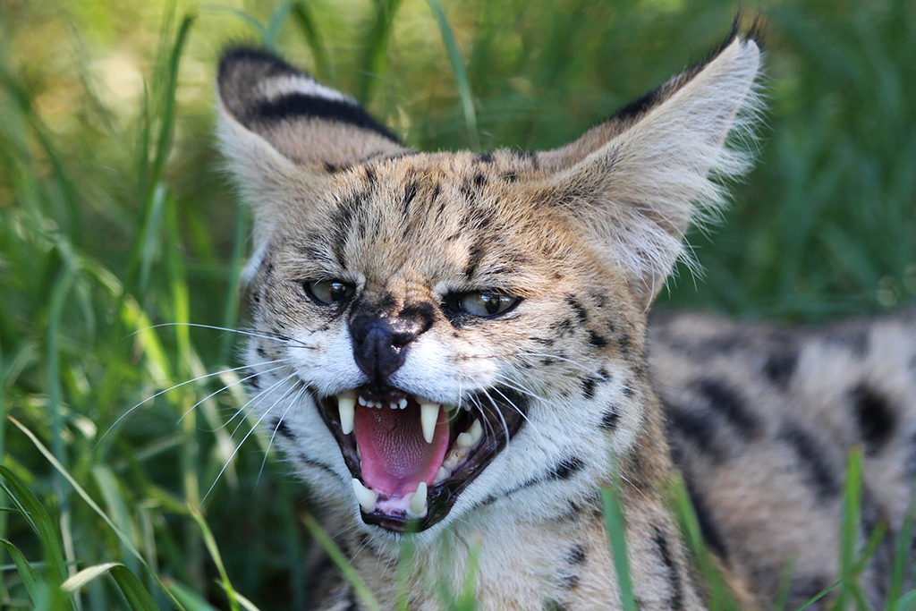 nearly-500-dangerous-wild-animals-living-in-scotland-scottish-field