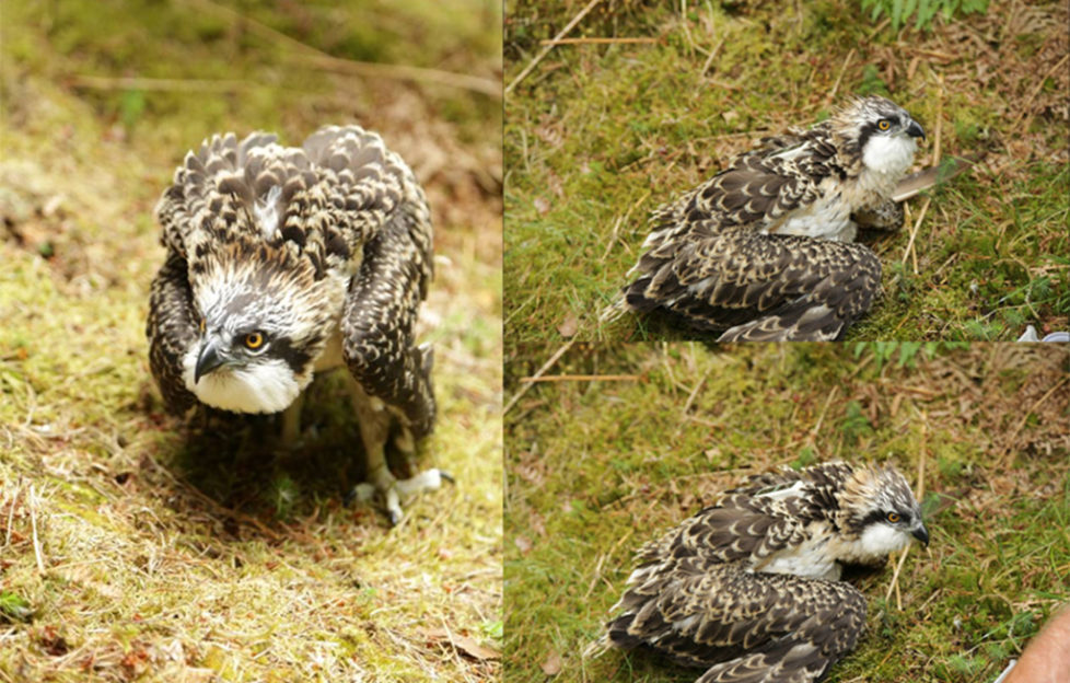 osprey tracking