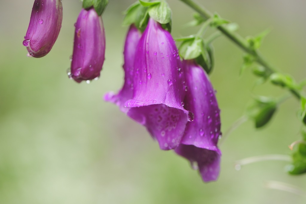 Gaelic Name For Foxglove