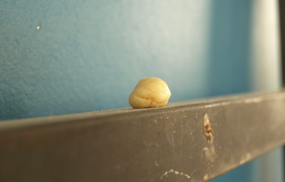 Scotland reveals its top 10 pet hates and bad habits Scottish Field