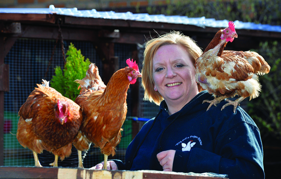 On a wing and a prayer for chicken rescues - Scottish Field