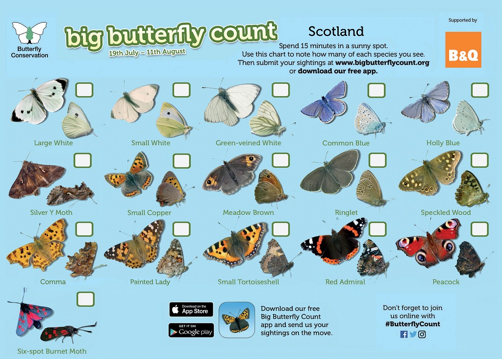 Spot a once in a decade butterfly phenomenon Scottish Field