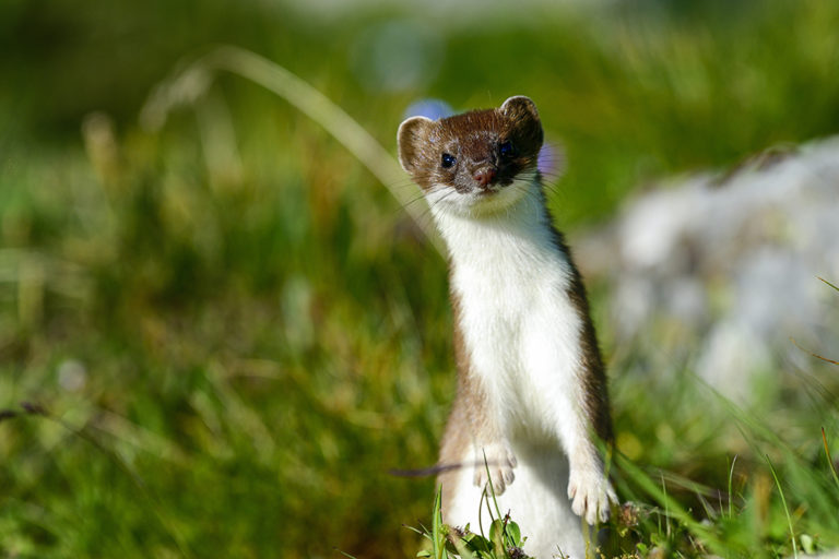 Going underground with Scotland's stoats and weasels - Scottish Field