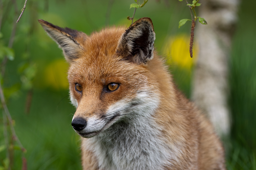The fox - is it really deserving of its bad press? - Scottish Field