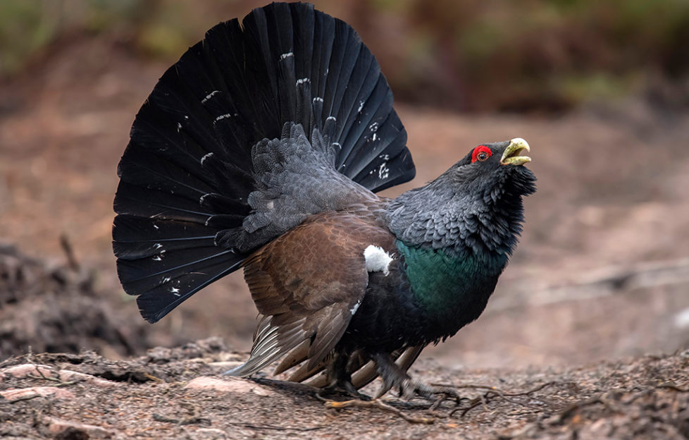 capercaillie tours scotland