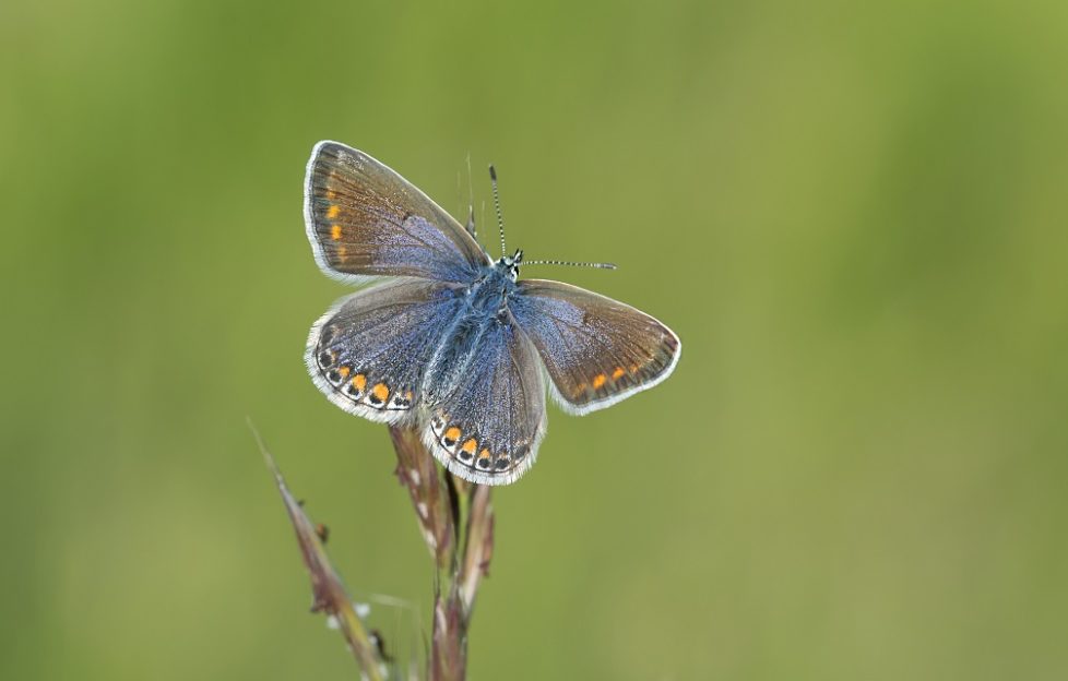 The butterfly making a big Scottish comeback Scottish Field