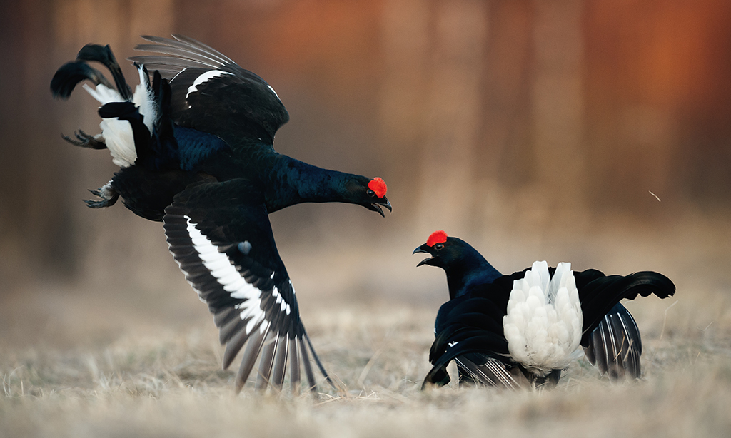 Nurturing the famous four - Scotland's grouse species - Scottish Field