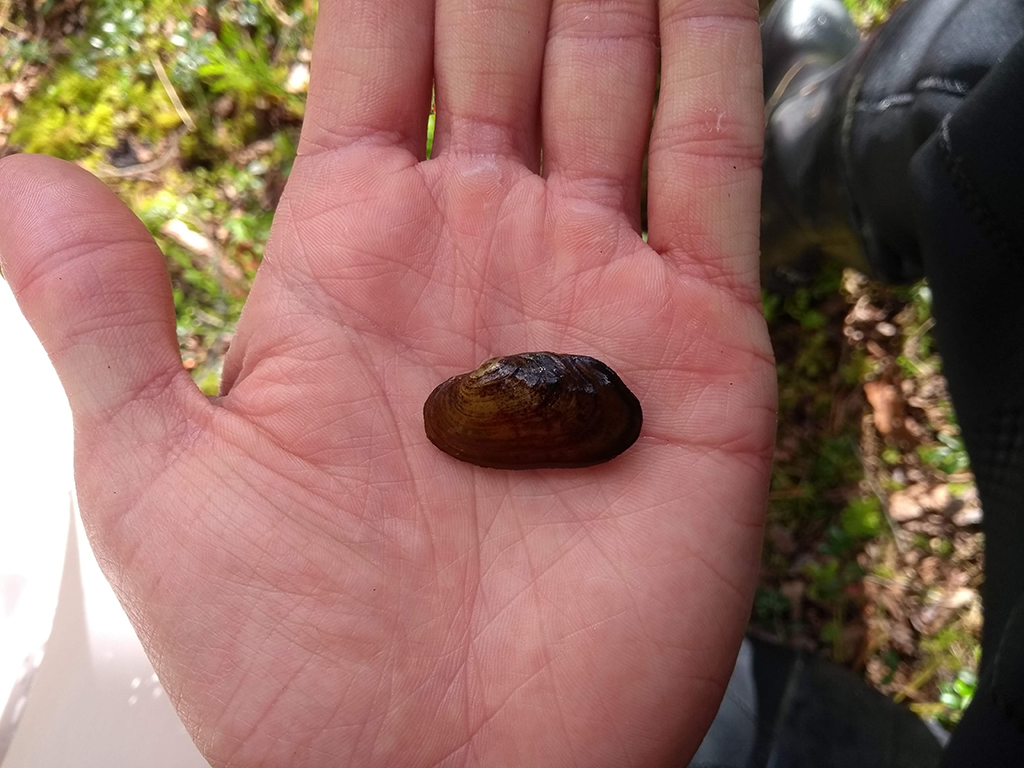 Endangered mussel species found in Scotland Scottish Field