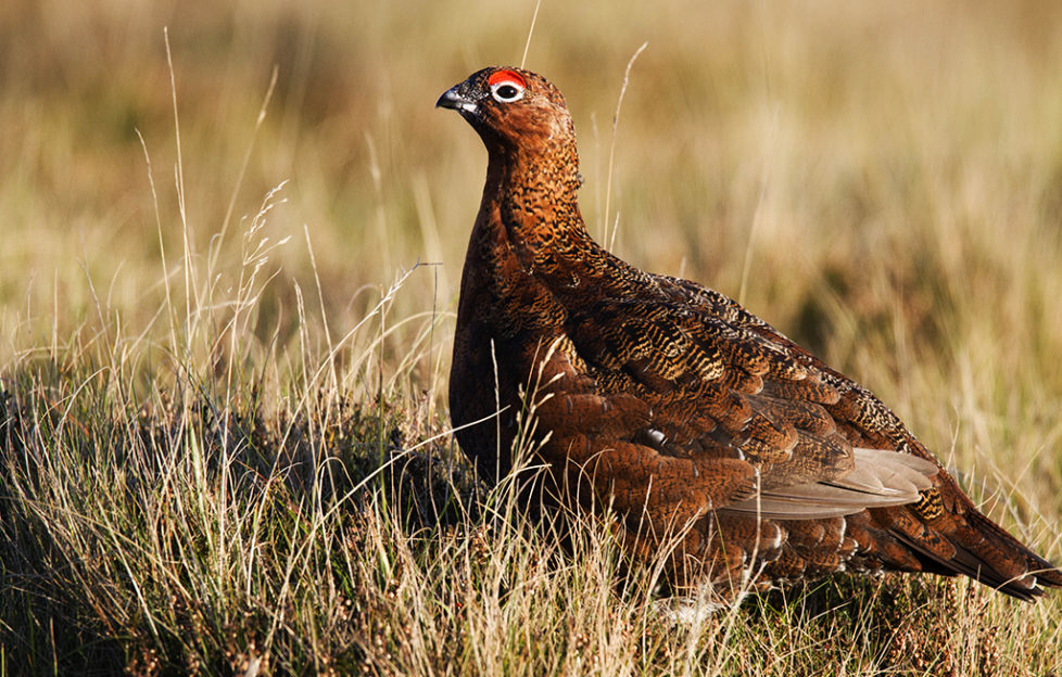 seismic-change-ahead-for-grouse-moor-management-scottish-field