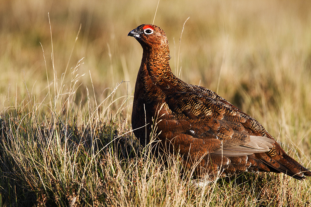 Nurturing the famous four - Scotland's grouse species - Scottish Field