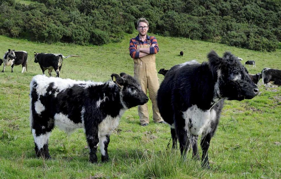 How Galloway beef cattle help protect wildlife - Scottish ...