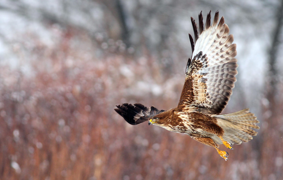 The buzzard is a success story - but it is too successful? - Scottish Field