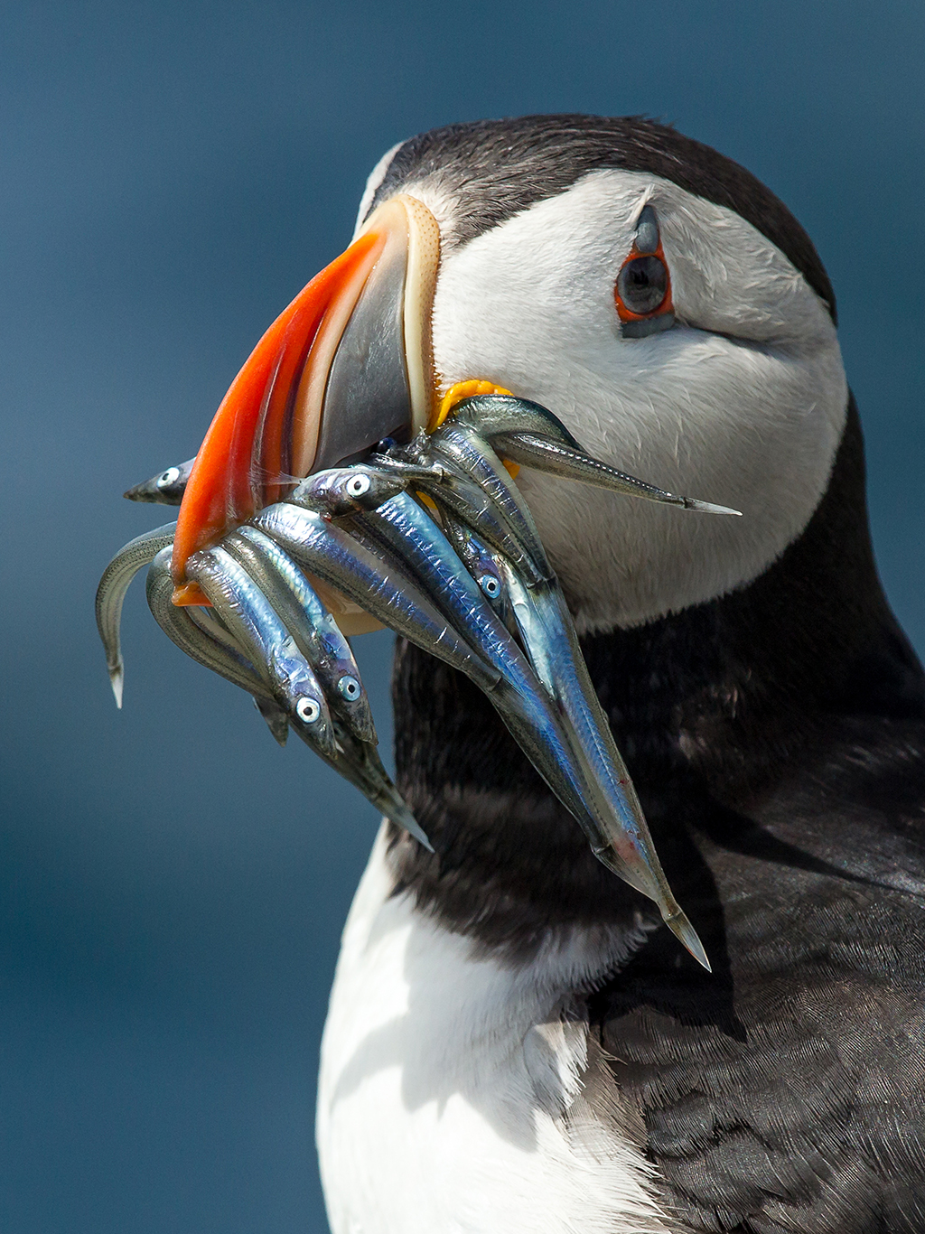 puffin birds