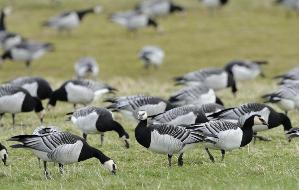 Wild geese and waders are flocking to Scotland - Scottish Field